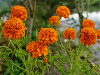 orange and yellow marigold  flowers