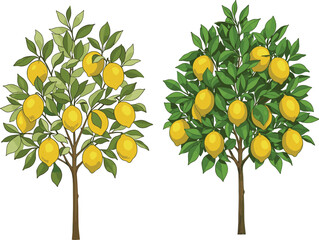 Two lemon trees side by side showing foliage density, fruit size, and color contrast for plant health and growth comparison illustration.
