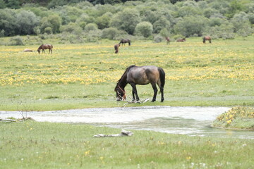 horses in the meadow
