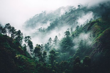 Misty mountain range shrouded in dense forest