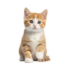 Very young, fluffy ginger and white domestic shorthair kitten with bright blue eyes, sitting on transparent studio background with copy space, wide-eyed and curious, concept of pet cuteness