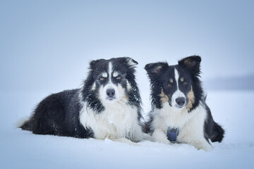 Tricolor border collies are lying on the field in the snow. He is so fluffy dog	
