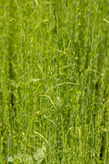 a field with green flax during the beginning of flowering in the summer, a beautiful green field with long flax plants in the summer
