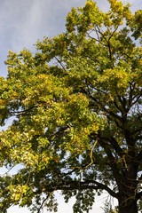 oak foliage in the autumn season before the fall of leaves, one oak in autumn, part of the foliage of which began to change color to yellow and orange