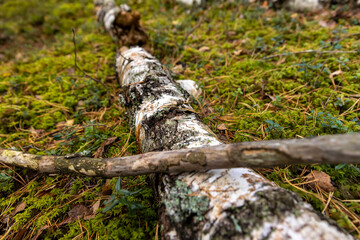 a trunk in black and white lying on the grass, a birch trunk that has fallen to the ground in the grass is destroyed by the environment, the autumn season in the wild forest