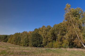 a field with dry vegetation and a mixed forest during fall foliage, an autumn landscape in a field with trees in a forest during changes in nature