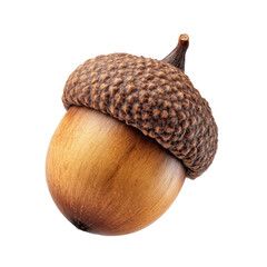Perfect Acorn