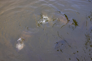 a large number of large carp in the murky water of the lake floating at the top of the water, large carp swimming in the water in the dirty water