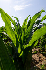 Obraz premium corn in the middle of summer in sunny weather, tall green corn in a monoculture field in the summer, used for feeding in animal husbandry