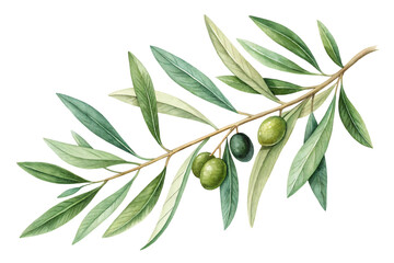 Obraz premium olive branch gift of harmony