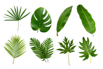 Banana, palm and momstera green leaf tropical plant isolated on white background.