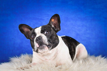 French Bulldog Posing on Faux Fur with Blue Background. A black and white French Bulldog with distinctive facial markings lies on a soft white faux fur rug against a rich blue studio backdrop