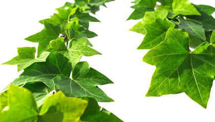 Ivy, nature, and greenery combine in this realistic illustration of a delicate trailing vine, with vibrant green leaves beautifully arranged and perfectly detailed, artistically displayed, and careful