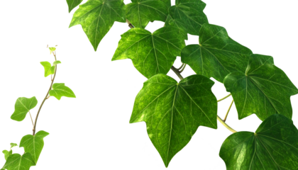 Ivy, nature, and greenery combine in this realistic illustration of a delicate trailing vine, with vibrant green leaves beautifully arranged and perfectly detailed, artistically displayed, and careful