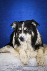 Calm Border Collie Posing Against Blue Background. A well-groomed black and white Border Collie is lying on a soft white faux fur blanket, placed over a crumpled white sheet. The dog gazes calmly