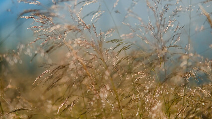Molinia arundinacea in autumn garden. Decorative grasses and cereals in landscape design