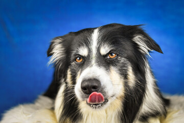 Calm Border Collie Posing Against Blue Background. A well-groomed black and white Border Collie is lying on a soft white faux fur blanket, placed over a crumpled white sheet. The dog gazes calmly