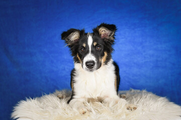 Cute Border Collie puppy lying on fluffy rug in studio. Adorable Border Collie puppy lying on a white fluffy rug against a blue studio background. The young dog looks directly at the camera.