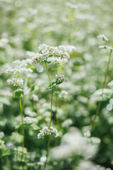 Fototapeta premium 蕎麦の花