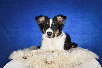 Cute Border Collie puppy lying on fluffy rug in studio. Adorable Border Collie puppy lying on a white fluffy rug against a blue studio background. The young dog looks directly at the camera.