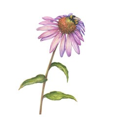 Pink Echinacea purpurea flower with bumblebee (coneflower, tennesseensis). Floral botanical greeting card. Hand drawn watercolor painting illustration isolated on white 