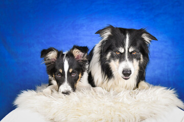 Two happy Border Collie dogs posing together in studio.Portrait of two cheerful Border Collie dogs lying side by side on a fluffy rug, looking at the camera with tongues out. Studio shot with blue