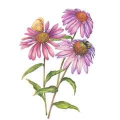 Pink Echinacea purpurea flowers with butterfly and bumblebee (tennesseensis, purple coneflower). Floral botanical greeting card. Hand drawn watercolor painting illustration isolated