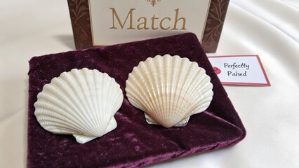 Elegant White Shells on Velvet Mat with Decorative Card Display