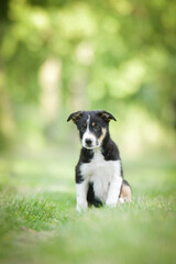 Spring portrait of dog in nature. He is so cute in the nature. He has so lovely face	
