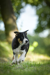 Spring portrait of dog in nature. He is so cute in the nature. He has so lovely face	
