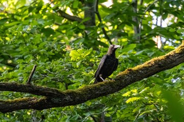 blackbird on a branch
