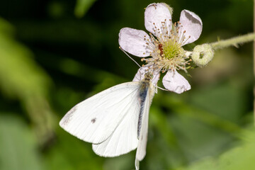 white butterfly on a flower