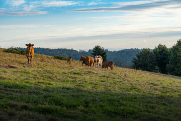 K&uuml;he auf einer Weide bei Weifa in der Oberlausitz 3