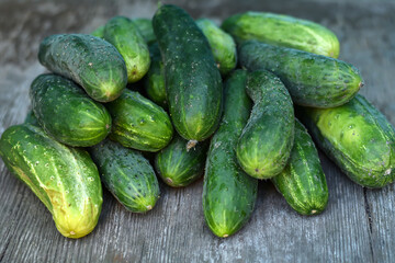 Freshly harvested cucumbers on the wooden table. Green organic cucumber harvest in the garden.
