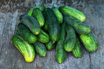 Freshly harvested cucumbers on the wooden table. Green organic cucumber harvest in the garden.