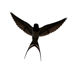 Obraz premium Barn swallow flying with wings spread isolated on transparent background
