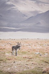 A donkey walks in a pasture and eats grass in the highlands of the Tien Shan in the Pamirs against a backdrop of mountain peaks and ridges covered with snow and glaciers. A donkey with thick gray fur
