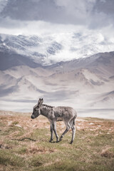 Naklejka premium A donkey walks in a pasture and eats grass in the highlands of the Tien Shan in the Pamirs against a backdrop of mountain peaks and ridges covered with snow and glaciers. A donkey with thick gray fur