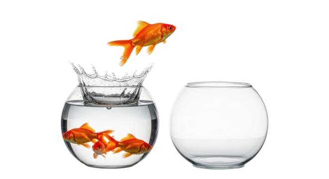 Vibrant orange goldfish leaping from spherical fishbowl, water crown, others inside, empty bowl nearby, on transparent studio background. Concept of bold transition