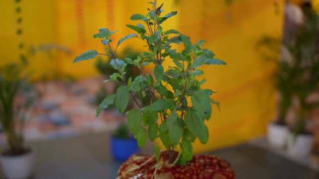 Tulsi Maharani Worship Plant&ndash; Spiritual Devotion and Sacred Temple Darshan