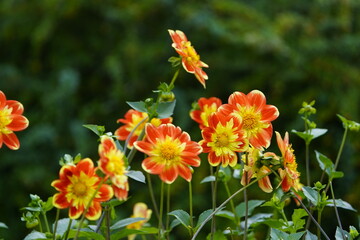 A bumblebee (Apidae) collects pollen from an orange-yellow Collarette dahlia in the morning. Hanover, Germany.