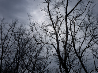 Bare Winter Trees Silhouette Against Dramatic Stormy Grey Cloudy Sky - Moody Dark Horror Nature Landscape Background