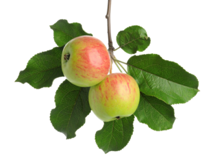 A rotten or spoiled apple on a branch, a concept of decay.