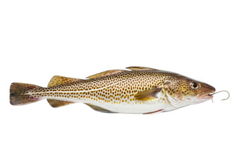 Naklejka premium Freshly caught atlantic cod or haddock fish with mottled brown/yellow patterns, white belly, silver hook, isolated on transparent studio background, high-key lighting, concept for seafood advertising