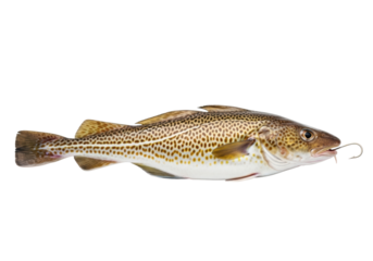 Freshly caught atlantic cod or haddock fish with mottled brown/yellow patterns, white belly, silver hook, isolated on transparent studio background, high-key lighting, concept for seafood advertising