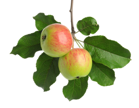 A rotten or spoiled apple on a branch, a concept of decay.