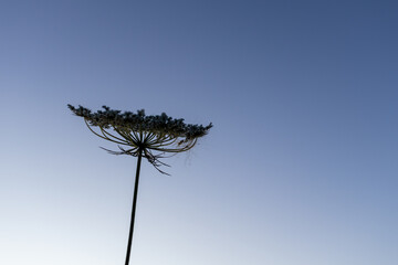 pine tree against blue sky