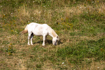 Obraz premium white horse grazing in a meadow