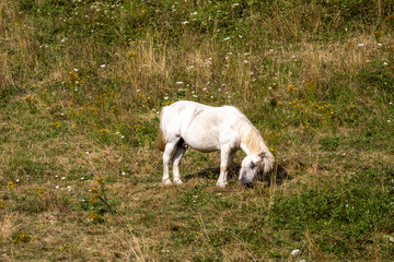 Obraz premium white horse grazing in a meadow