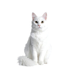 A fluffy, pure white longhair cat sits, facing forward, with a bushy tail.  Its amber eyes are alert and it appears calm and well-groomed